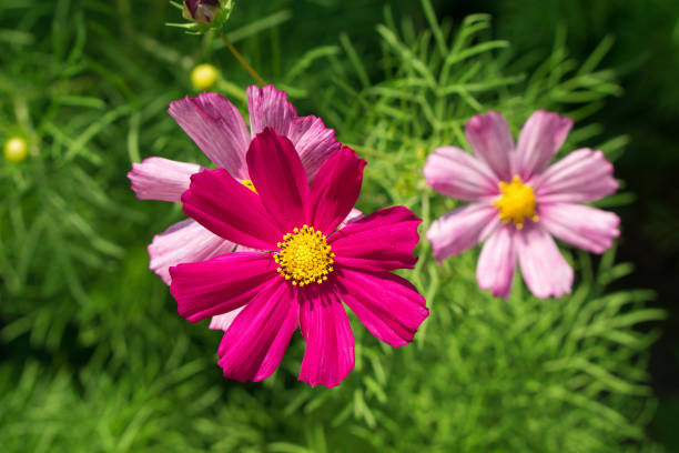 istock Tender pink flower Primula in the garden 648233668