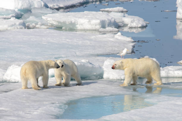 istock Two polar bear cubs playing together on the ice 648234102