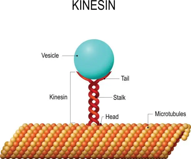 Vector illustration of Structure of kinesin (motor proteins).