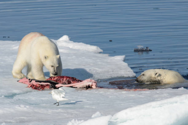 istock Two polar bear cubs playing together on the ice 648238730
