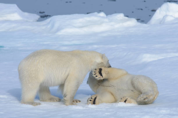 istock Two polar bear cubs playing together on the ice 648238904