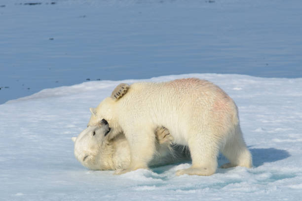 istock Two polar bear cubs playing together on the ice 648239008