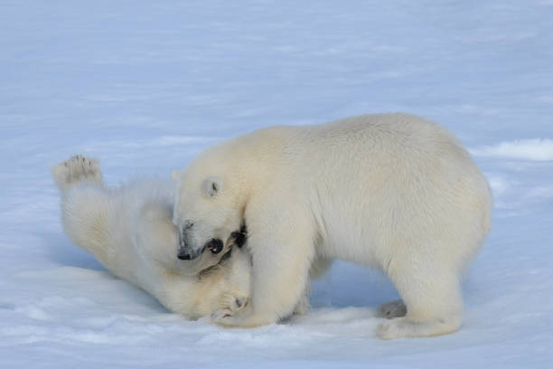 istock Two polar bear cubs playing together on the ice 648239040