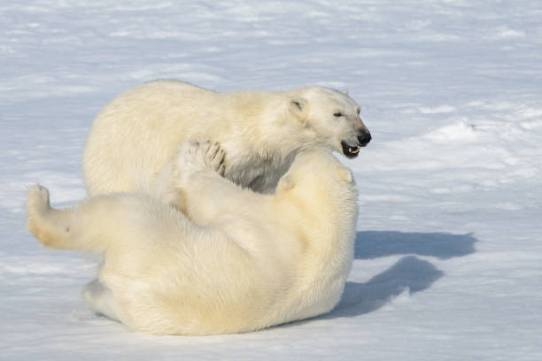 istock Two polar bear cubs playing together on the ice 648239266