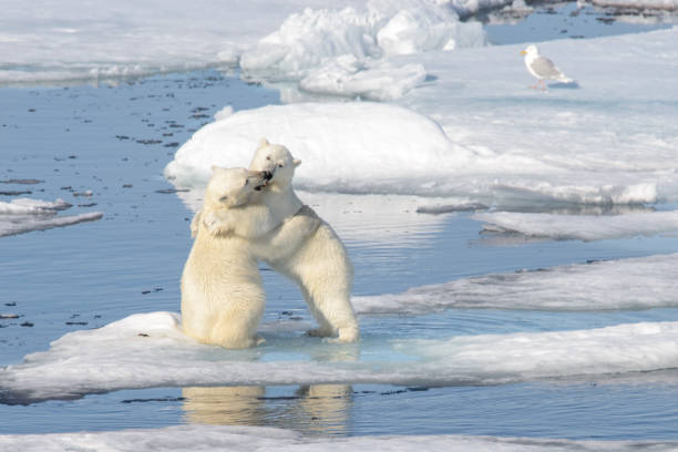 istock Two polar bear cubs playing together on the ice 648239570