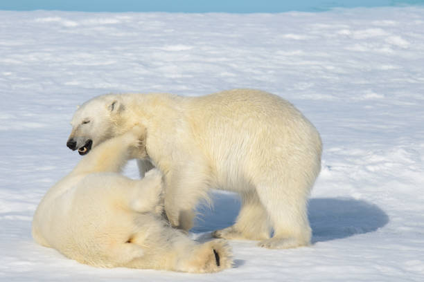 istock Two polar bear cubs playing together on the ice 648239626