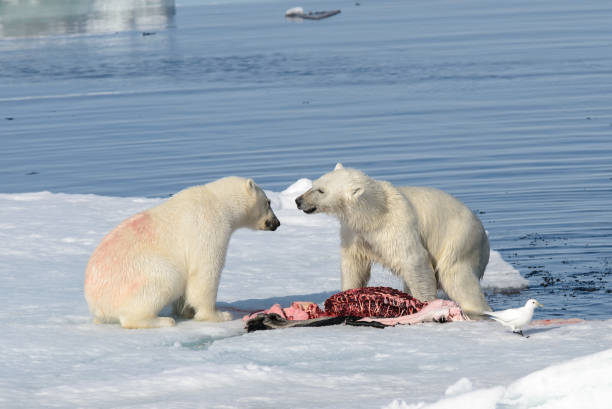 istock Two polar bear cubs playing together on the ice 648239714