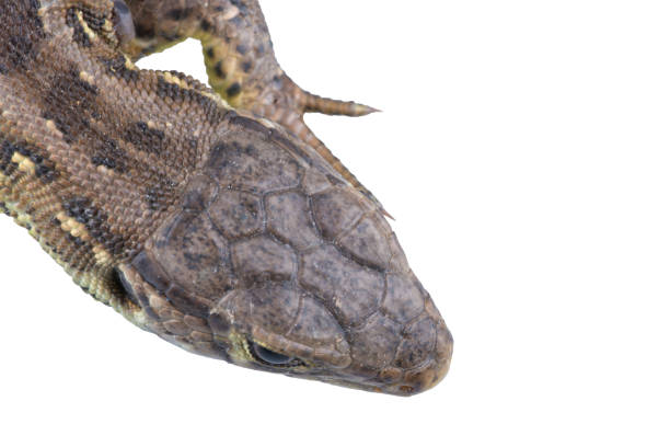 istock Head of lizard Lacerta agilis on a white background 648239892