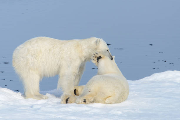 istock Two polar bear cubs playing together on the ice 648242082
