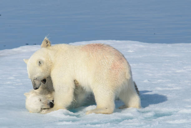 istock Two polar bear cubs playing together on the ice 648244640