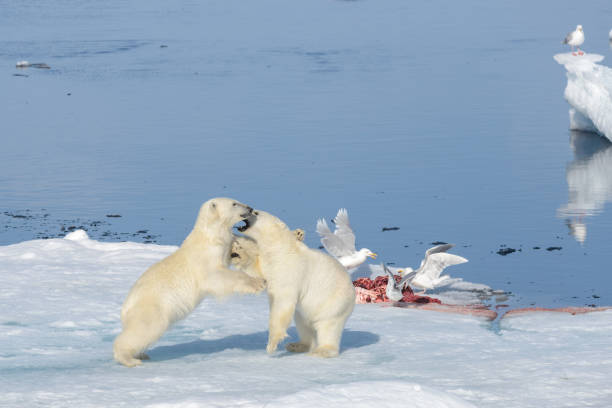 istock Two polar bear cubs playing together on the ice 648244726