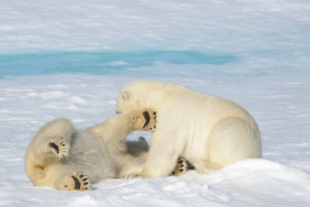 istock Two polar bear cubs playing together on the ice 648245266