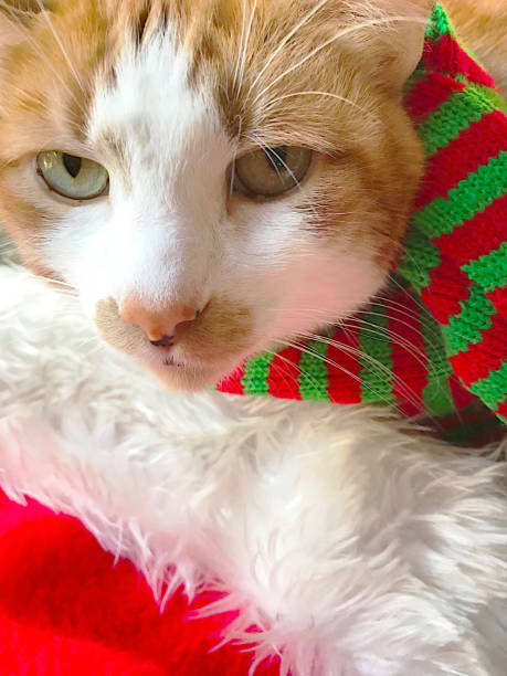 istock Cat with muffler and Santa hat 648247824