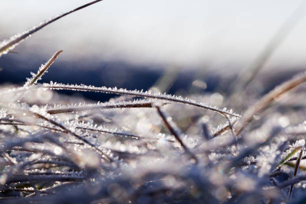 istock green grass in the frost 648247826