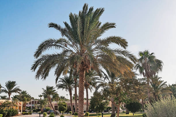 istock Alley with palm trees on a tropical resort in Egypt 648248390