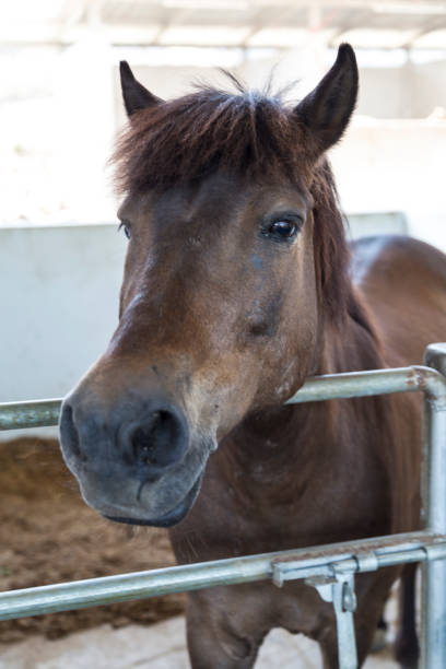 istock little brown horse looking at camera 648248828
