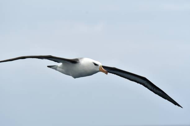 Black Browed Albatross An Albatross soars over the Drake Passage, Southern Ocean mollymawk photos stock pictures, royalty-free photos & images