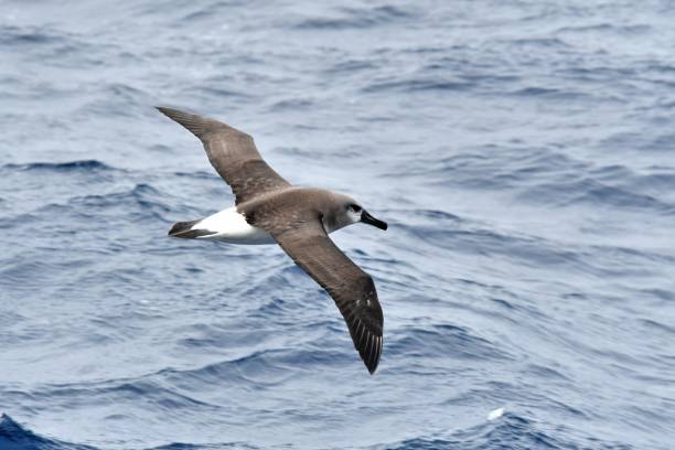Grey Headed Albatross An Albatross soars over the Drake Passage, Southern Ocean mollymawk photos stock pictures, royalty-free photos & images