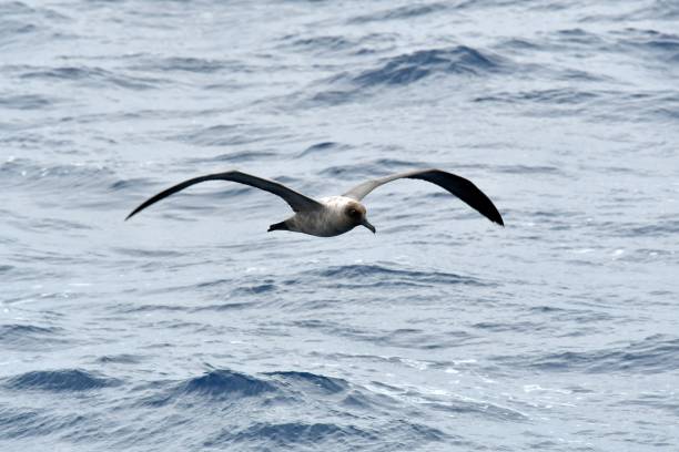 Light-mantled sooty Albatross An Albatross soars over the Drake Passage, Southern Ocean mollymawk photos stock pictures, royalty-free photos & images