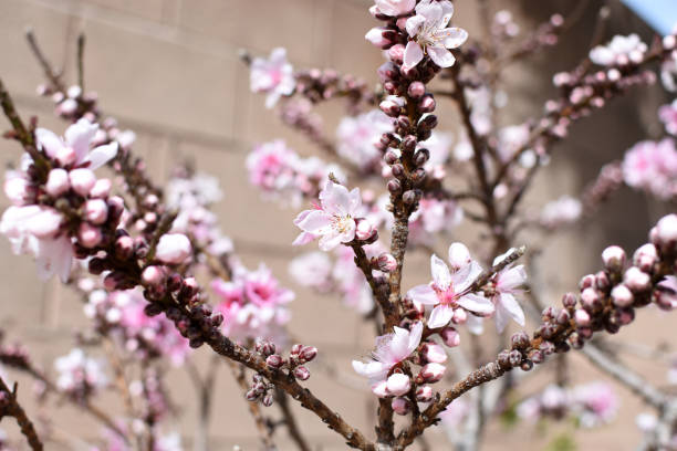 Peach tree blossoms stock photo