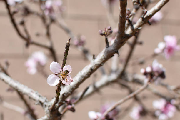 Peach tree blossoms with honey bee stock photo