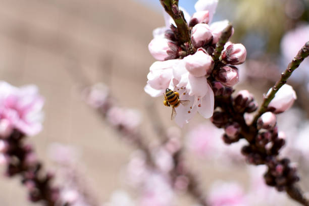 Honey bee on peach blossom stock photo