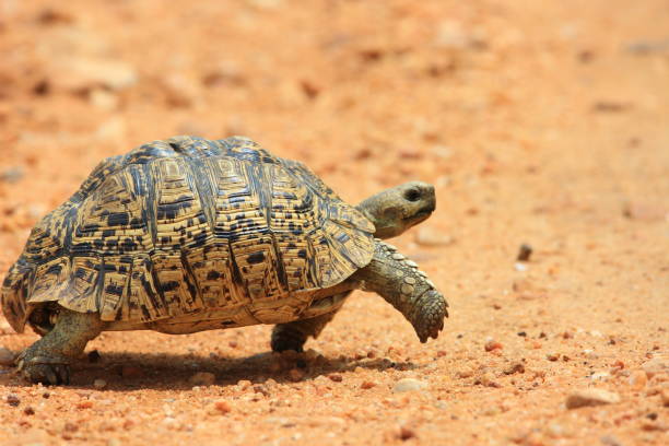istock African leopard tortoise (Stigmochelys pardalis) in Zambia 648265074