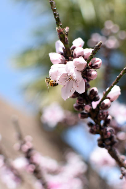 Bee on Peach tree blossom stock photo