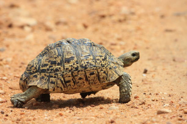 istock African leopard tortoise (Stigmochelys pardalis) in Zambia 648265246