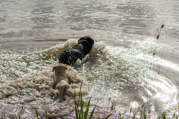 istock Puppy Decides Whether to Chase Back Dog in Water 648265536