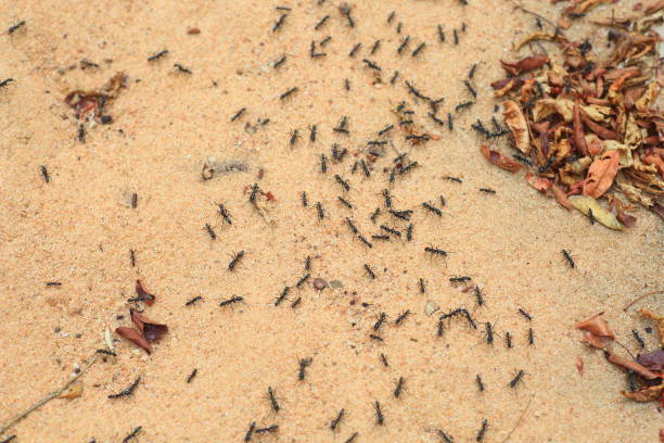 Driver ants or safari ants (Dorylus sp) in Zambia