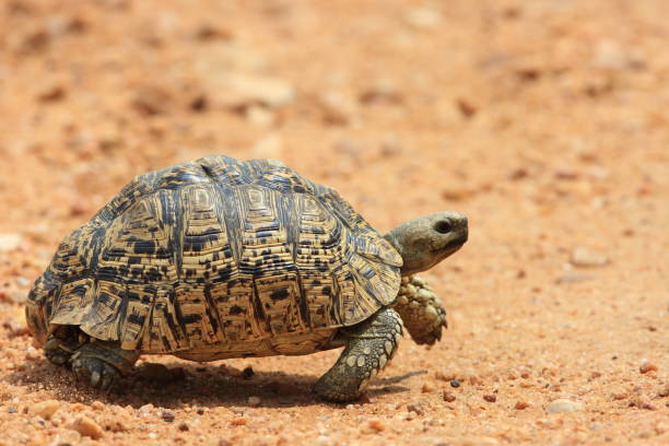 istock African leopard tortoise (Stigmochelys pardalis) in Zambia 648267746
