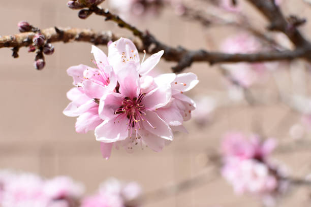 Cluster of Bonfire peach tree blossoms stock photo