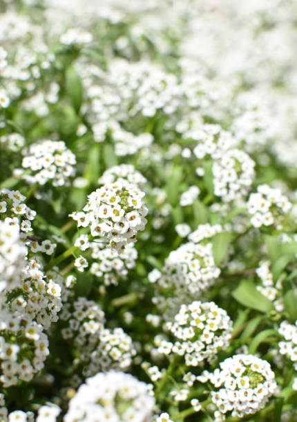 Alyssum, vertical stock photo