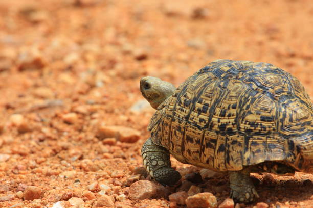 istock African leopard tortoise (Stigmochelys pardalis) in Zambia 648268164