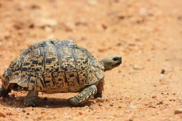 istock African leopard tortoise (Stigmochelys pardalis) in Zambia 648268334