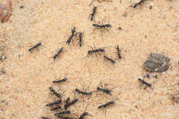 Driver ants or safari ants (Dorylus sp) in Zambia stock photo