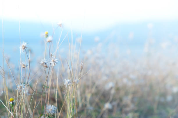 istock The white and yellow flower field on blur background 648277626