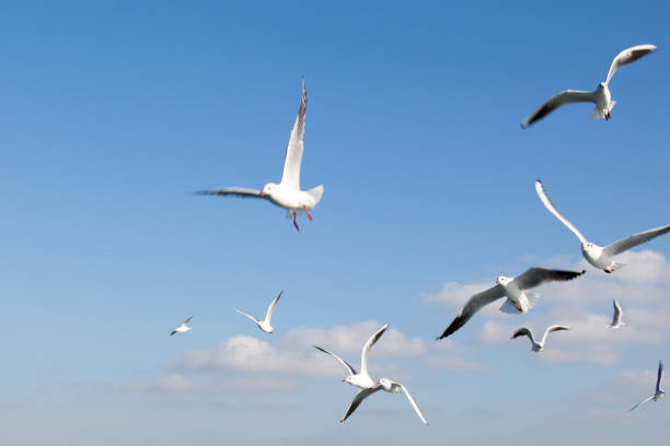 istock Seagulls flying in sky over the sea waters 648277746