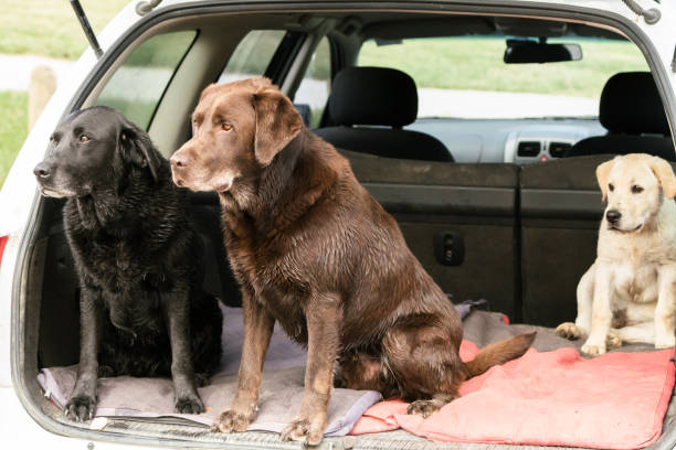 istock Three Dogs Sit Alertly in the Back of Car 648277802