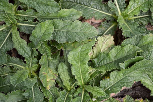 istock elephantopus scaber plant in nature garden 648277844
