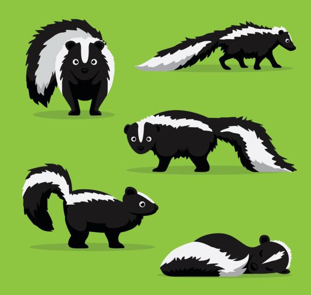 illustrations, cliparts, dessins animés et icônes de skunk mignon poses cartoon illustration vectorielle - mouffette