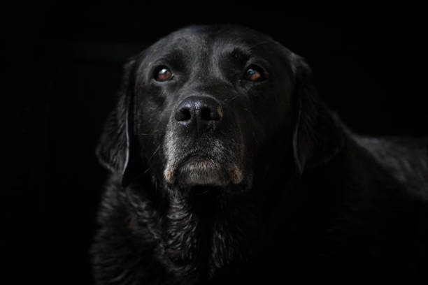 istock Black Labrador Retriever Alone on Black Background 648278054