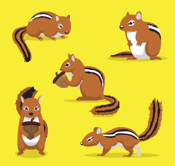 niedlichen streifenhörnchen-posen-cartoon-vektor-illustration - streifenhörnchen stock-grafiken, -clipart, -cartoons und -symbole