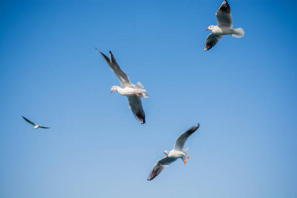 istock Seagulls are flying in the sky 648281128