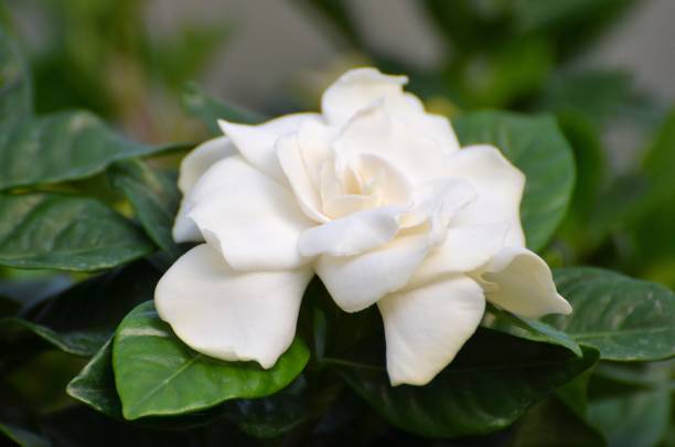 istock Elegant White Gardenia 648284832