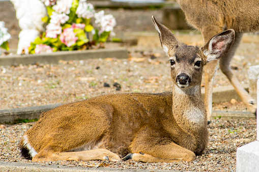 A fawn lying down on gravel with flowers in the background.