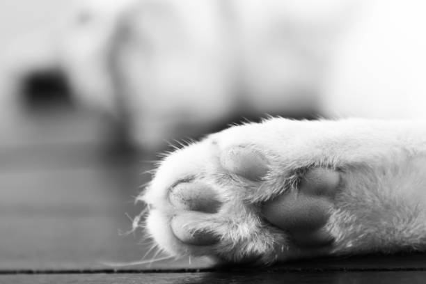 istock The Paw of Cat 648287544