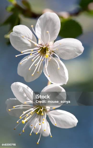 Cherry Flowers Stock Photo - Download Image Now - April, Arts Culture and Entertainment, Backgrounds