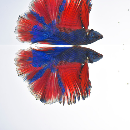 Battle Fish Battle Fish 08 Stock Photo - Download Image Now - Animal, Art, Blue ...